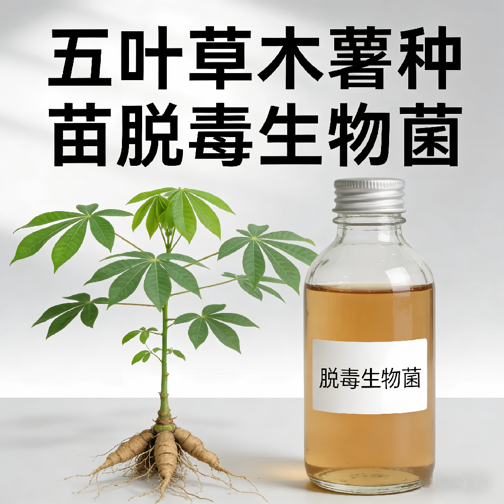 五叶草木薯种苗脱毒生物菌